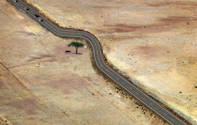 pinterest_road-round-tree